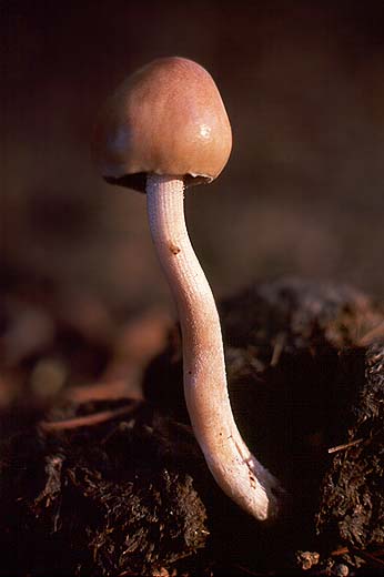 Panaeolus phalenarum